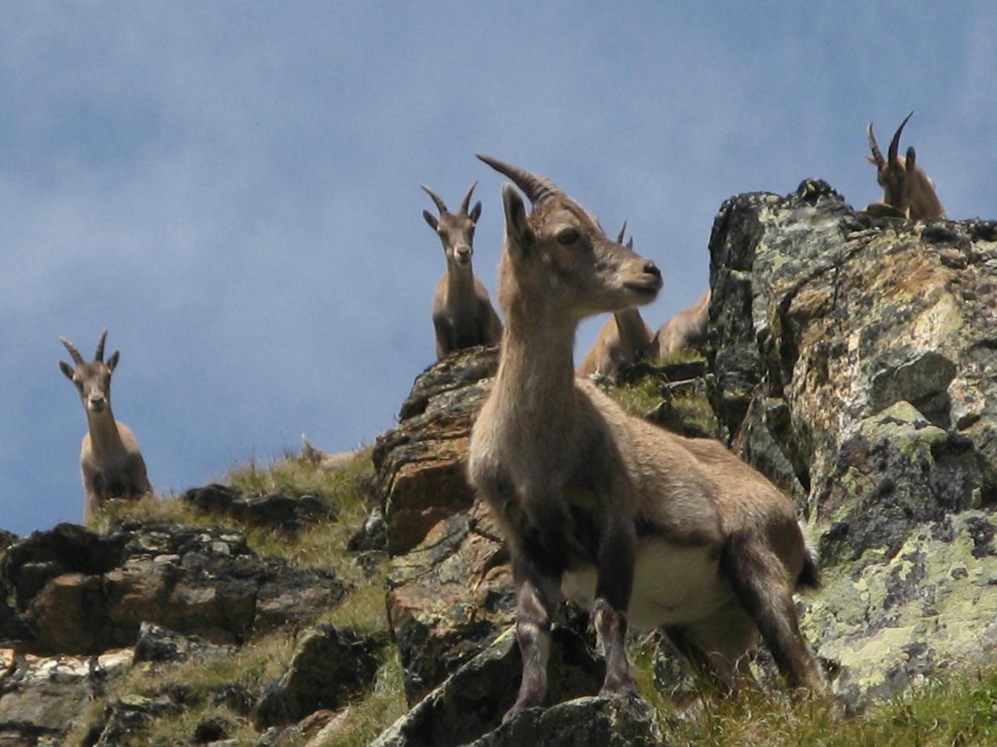 Silva Peak Residences Galtuer - Paznaun - Inkl Premium Silvretta Card 外观 照片